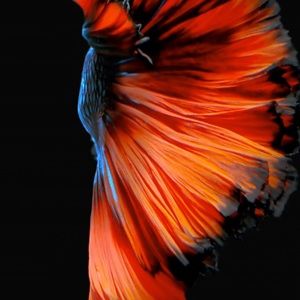 Meet your Posher, Tamia